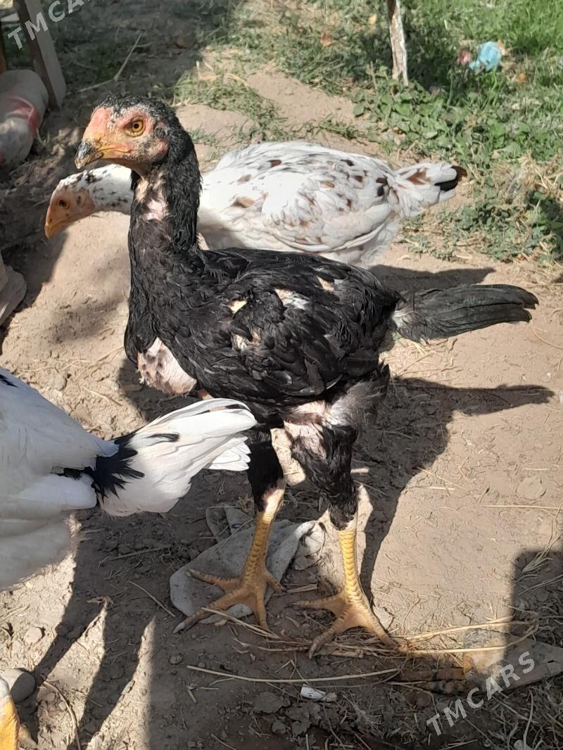 жуже - Мары - img 3