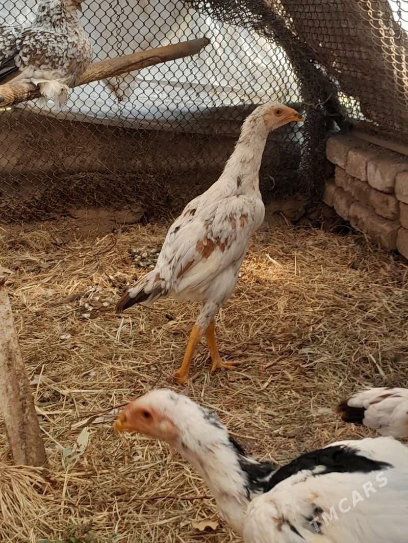 жуже - Мары - img 1