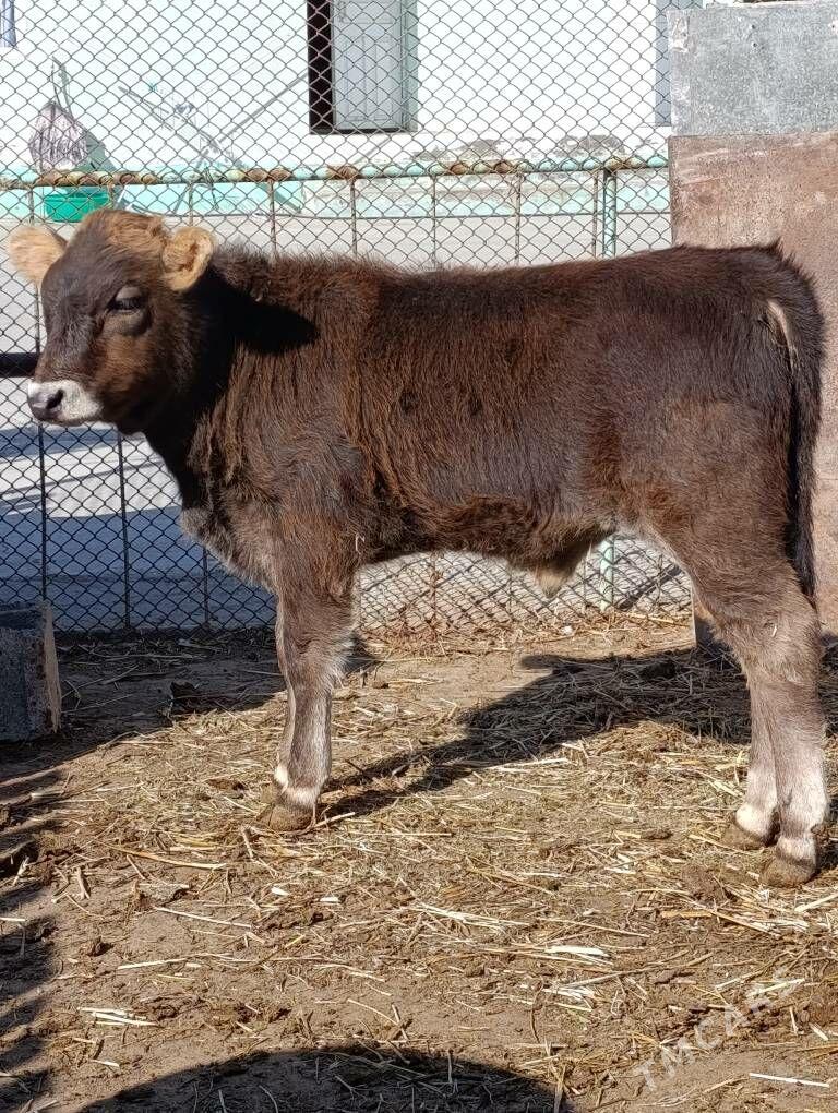 arginal okuz - Gökdepe - img 4