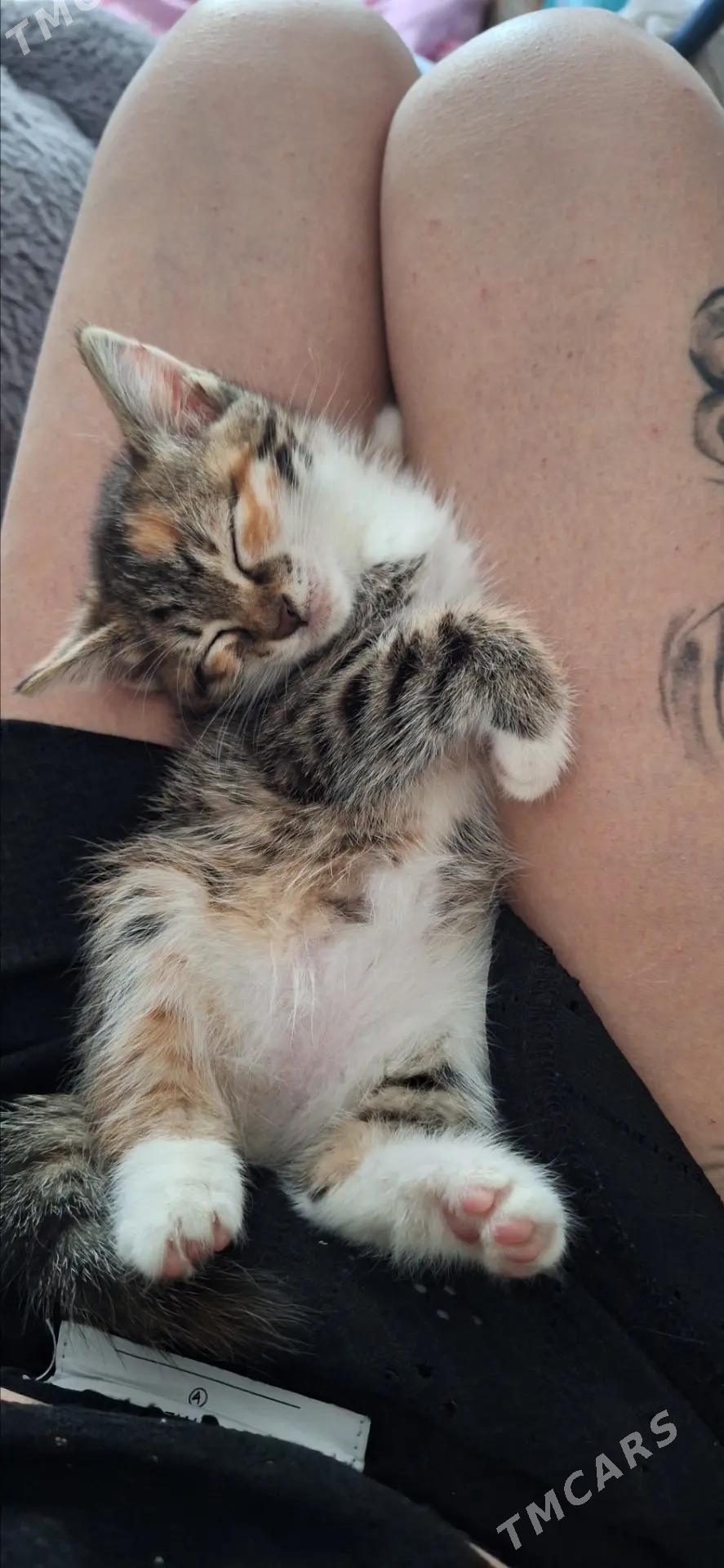 Девочки-котята - Aşgabat - img 5