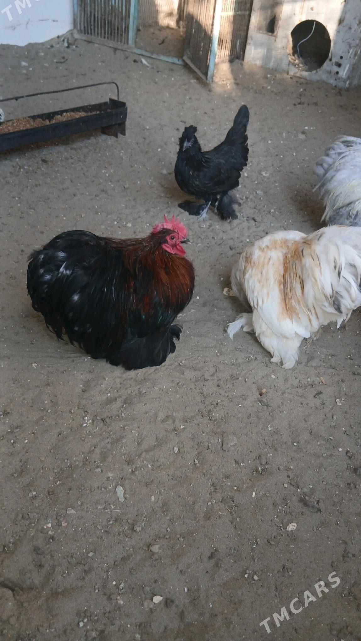 kohin Karlik horaz - Balkanabat - img 1