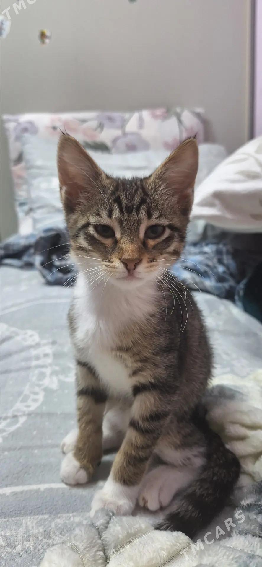 Девочки-котята - Aşgabat - img 4