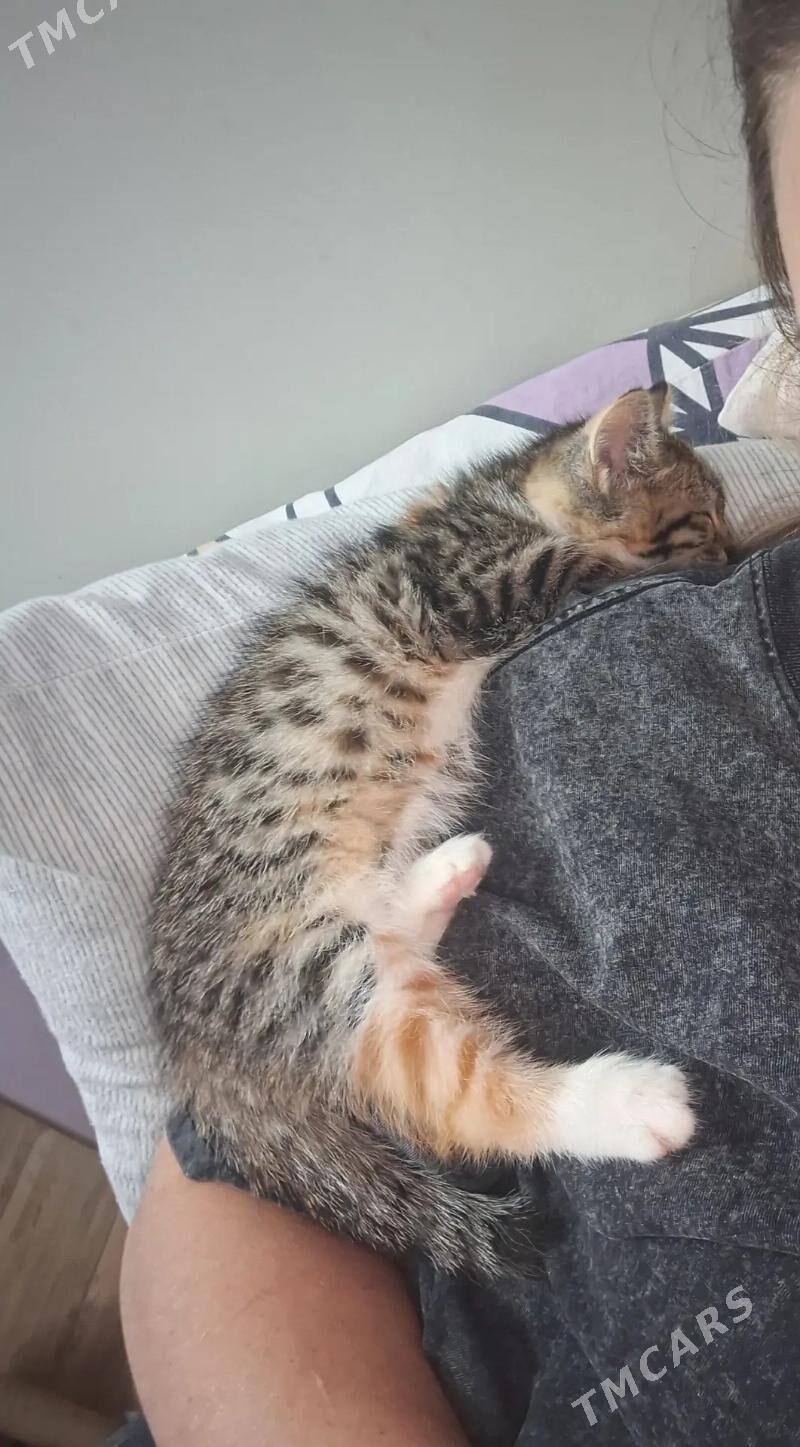 Девочки-котята - Aşgabat - img 6