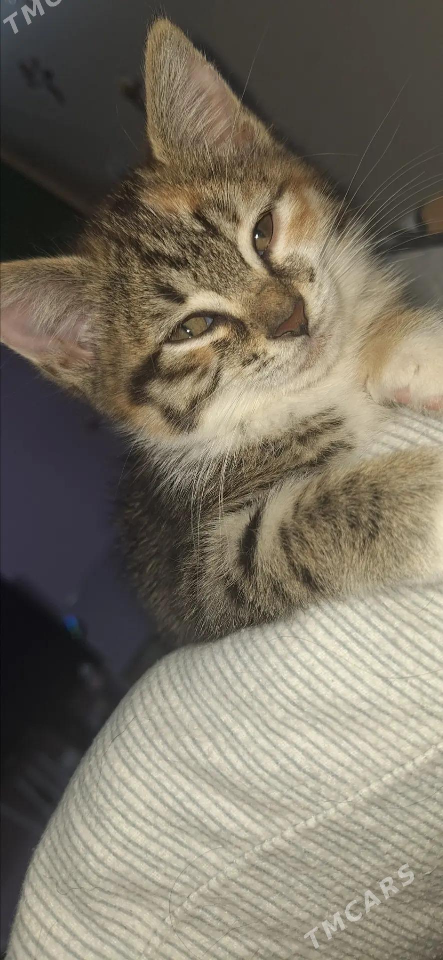 Девочки-котята - Aşgabat - img 7