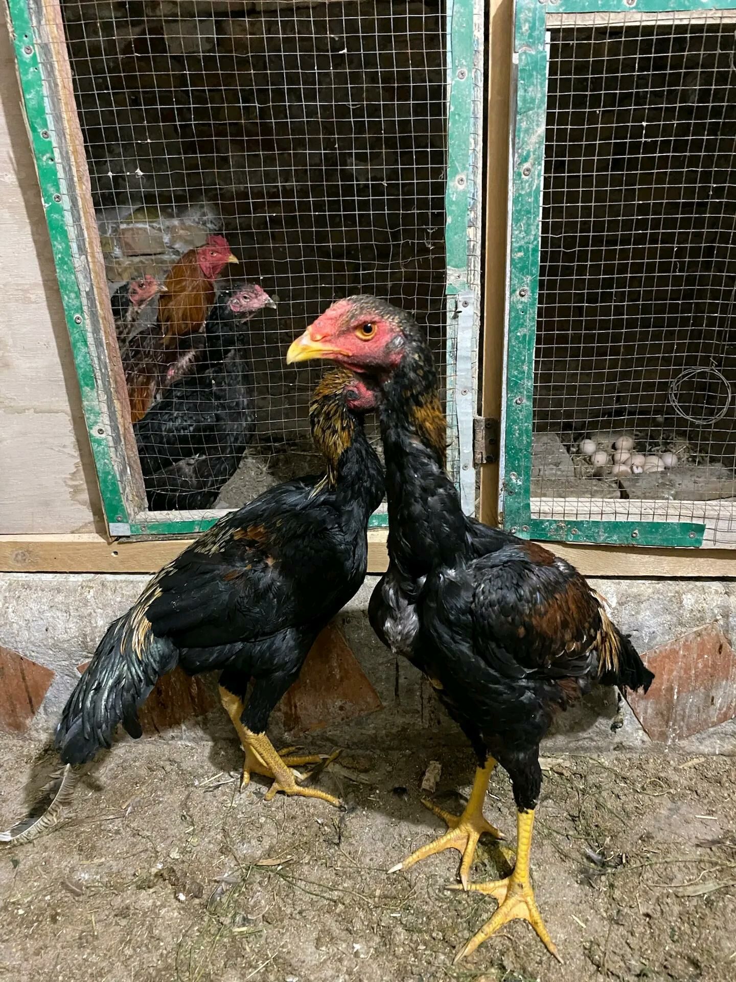 Хораз - Türkmenabat - img 3