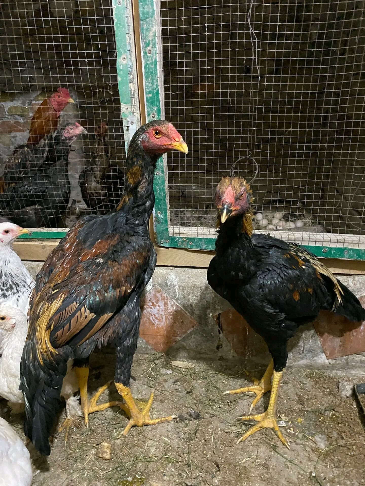 Хораз - Türkmenabat - img 1