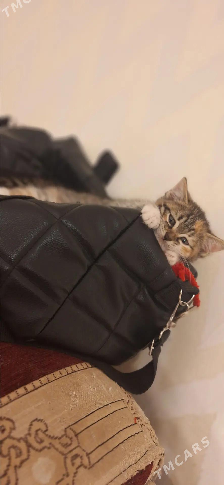 Девочки-котята - Aşgabat - img 8