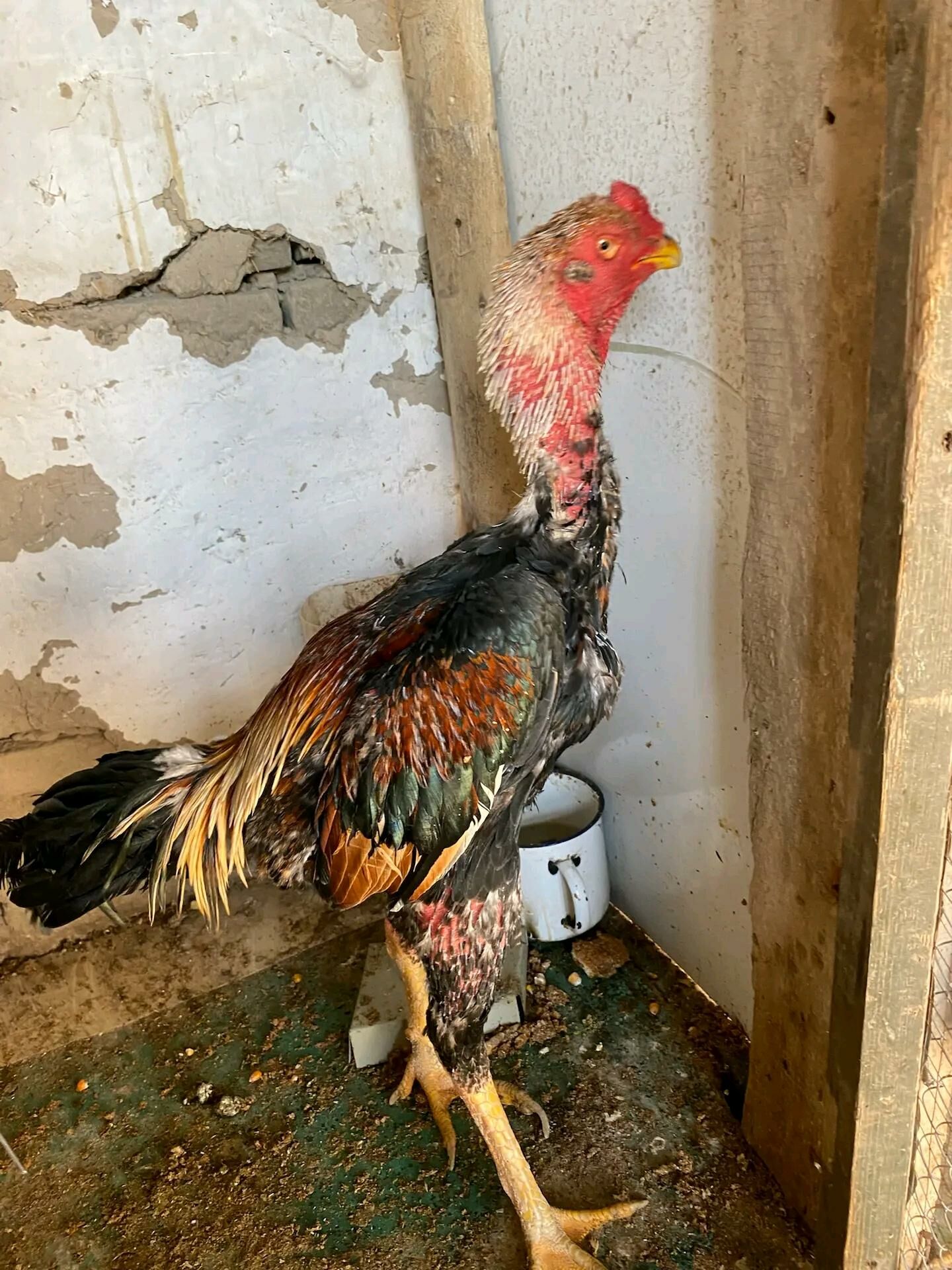 Хораз - Türkmenabat - img 2