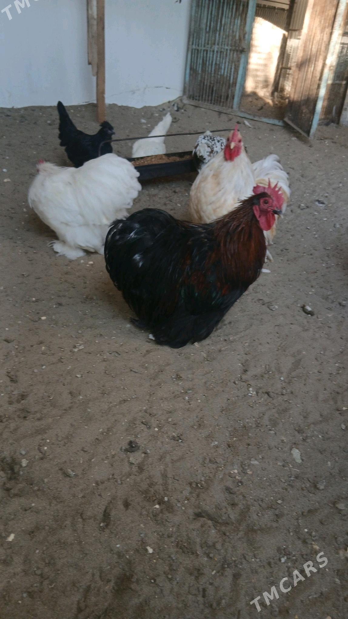 kohin Karlik horaz - Balkanabat - img 2