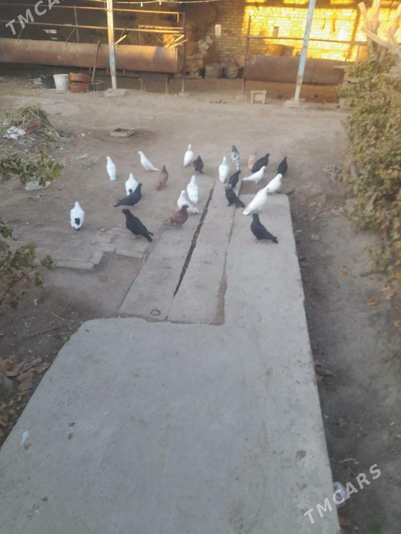 kepder - Фарап - img 3