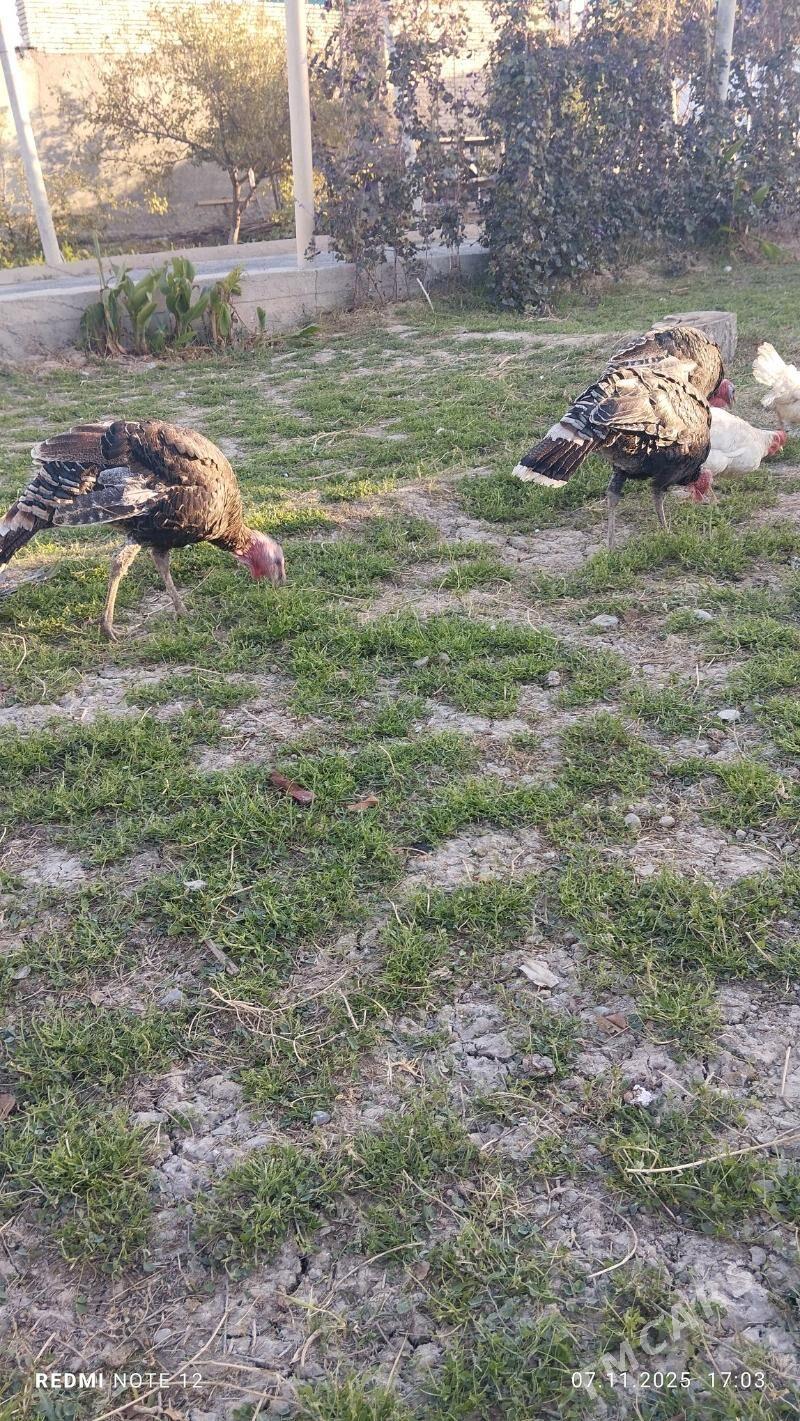 Induk - Кака - img 3