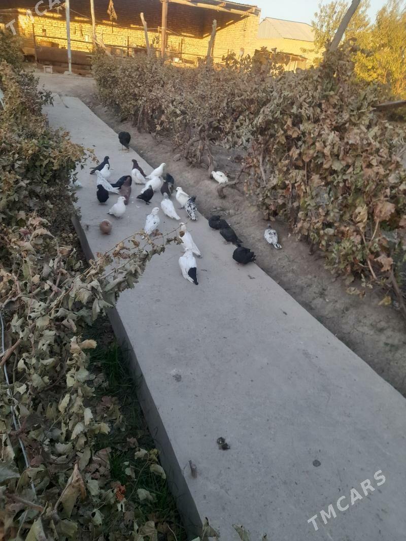 kepder - Фарап - img 5