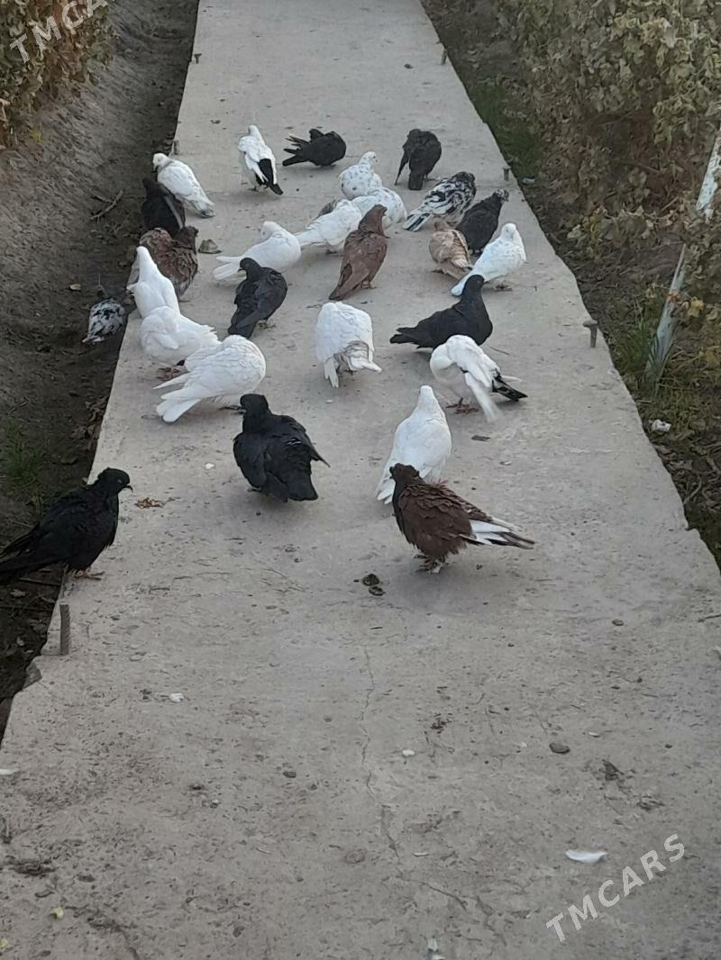 kepder - Фарап - img 7