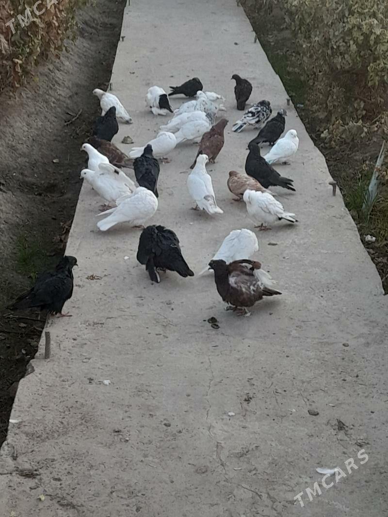 kepder - Фарап - img 8