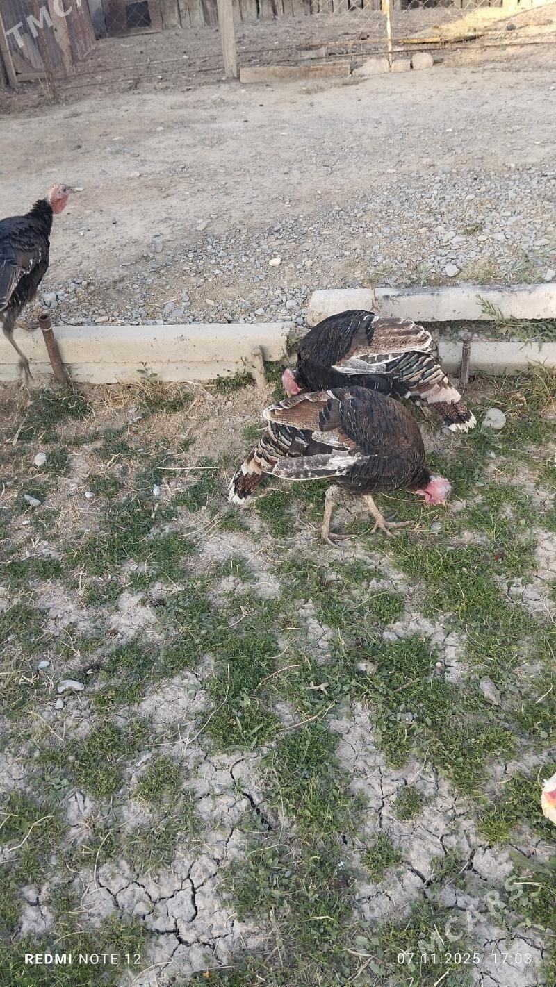 Induk - Кака - img 2