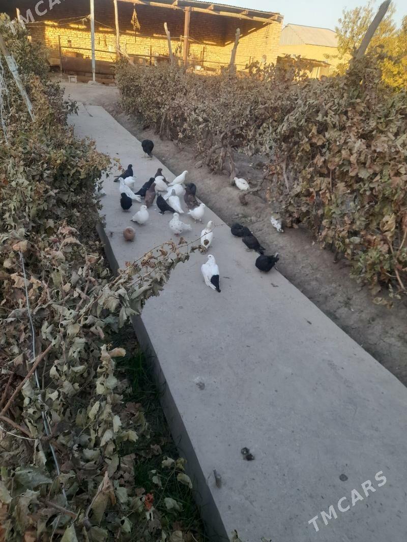 kepder - Фарап - img 4