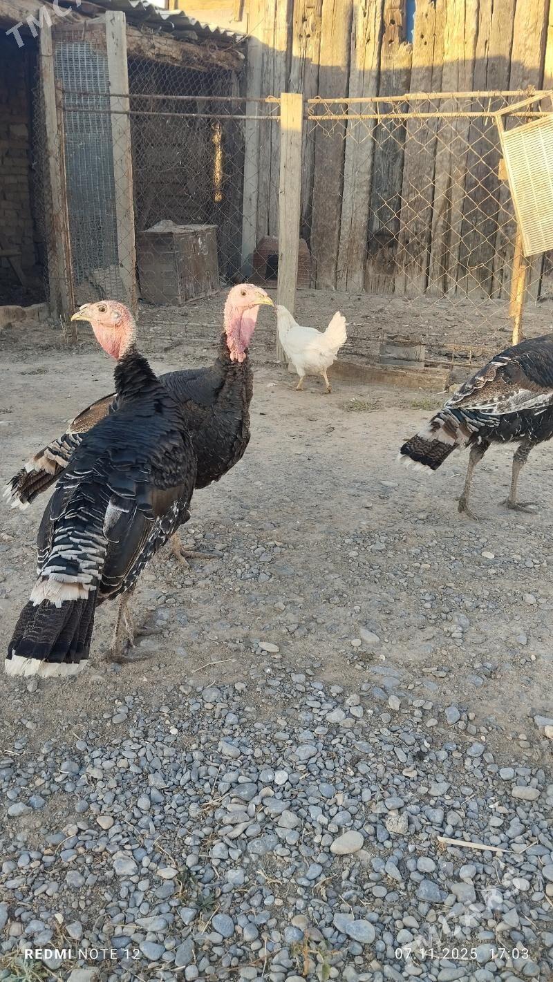 Induk - Кака - img 4