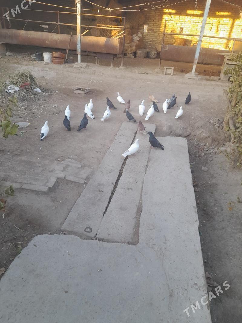 kepder - Фарап - img 2