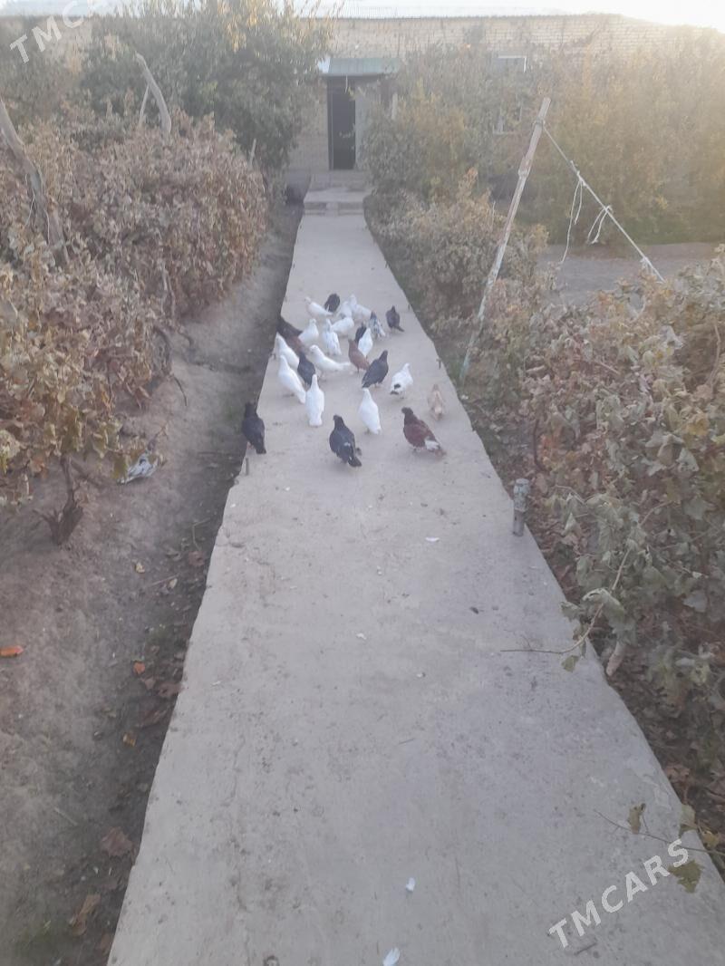 kepder - Фарап - img 9