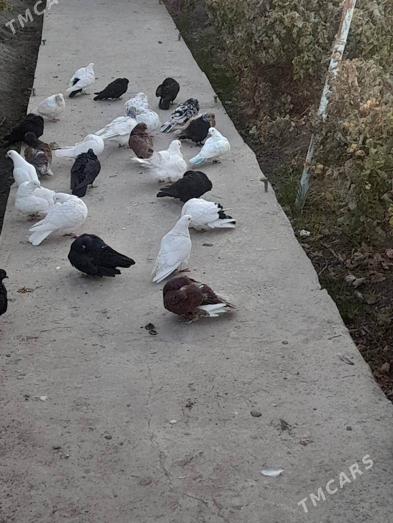 kepder - Фарап - img 6