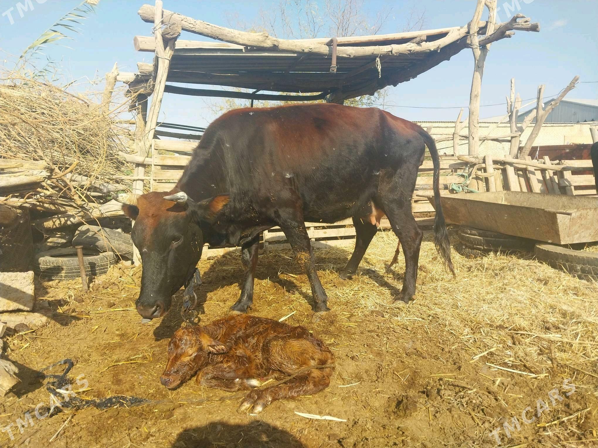 GÖLELI SYGYR - Векильбазар - img 1