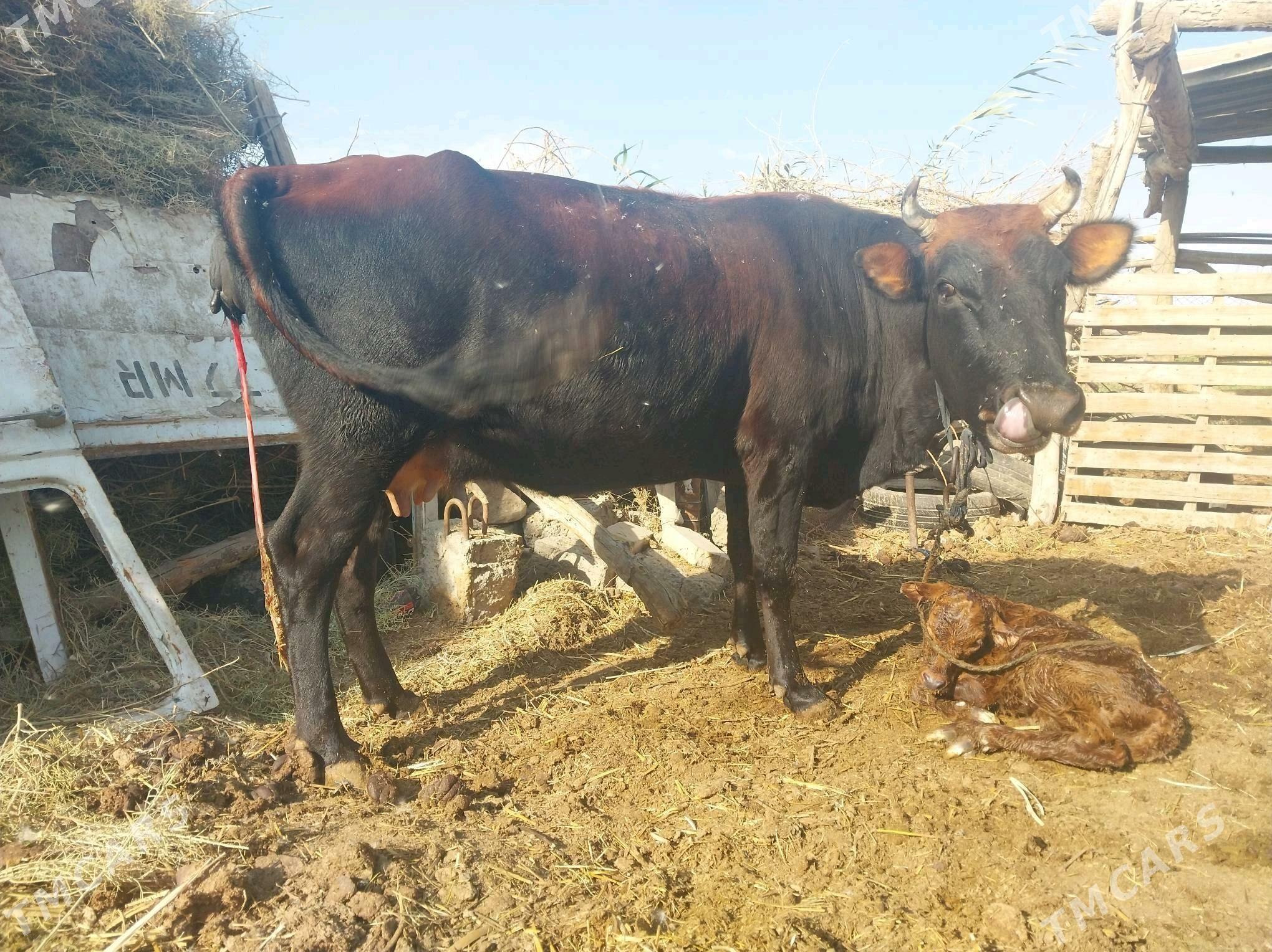 GÖLELI SYGYR - Векильбазар - img 3