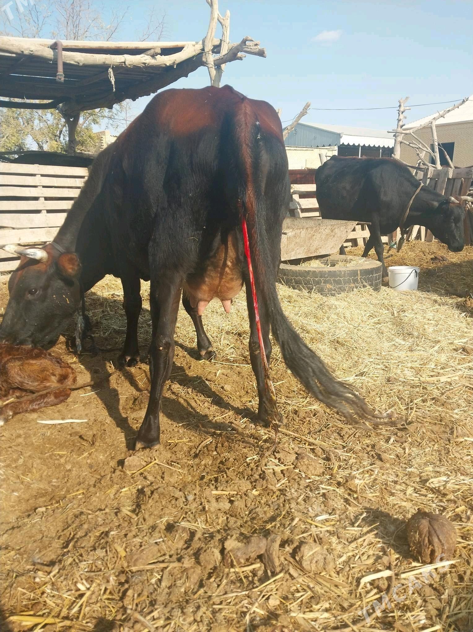 GÖLELI SYGYR - Векильбазар - img 2