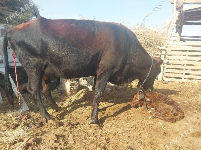 GÖLELI SYGYR - Векильбазар - img 5