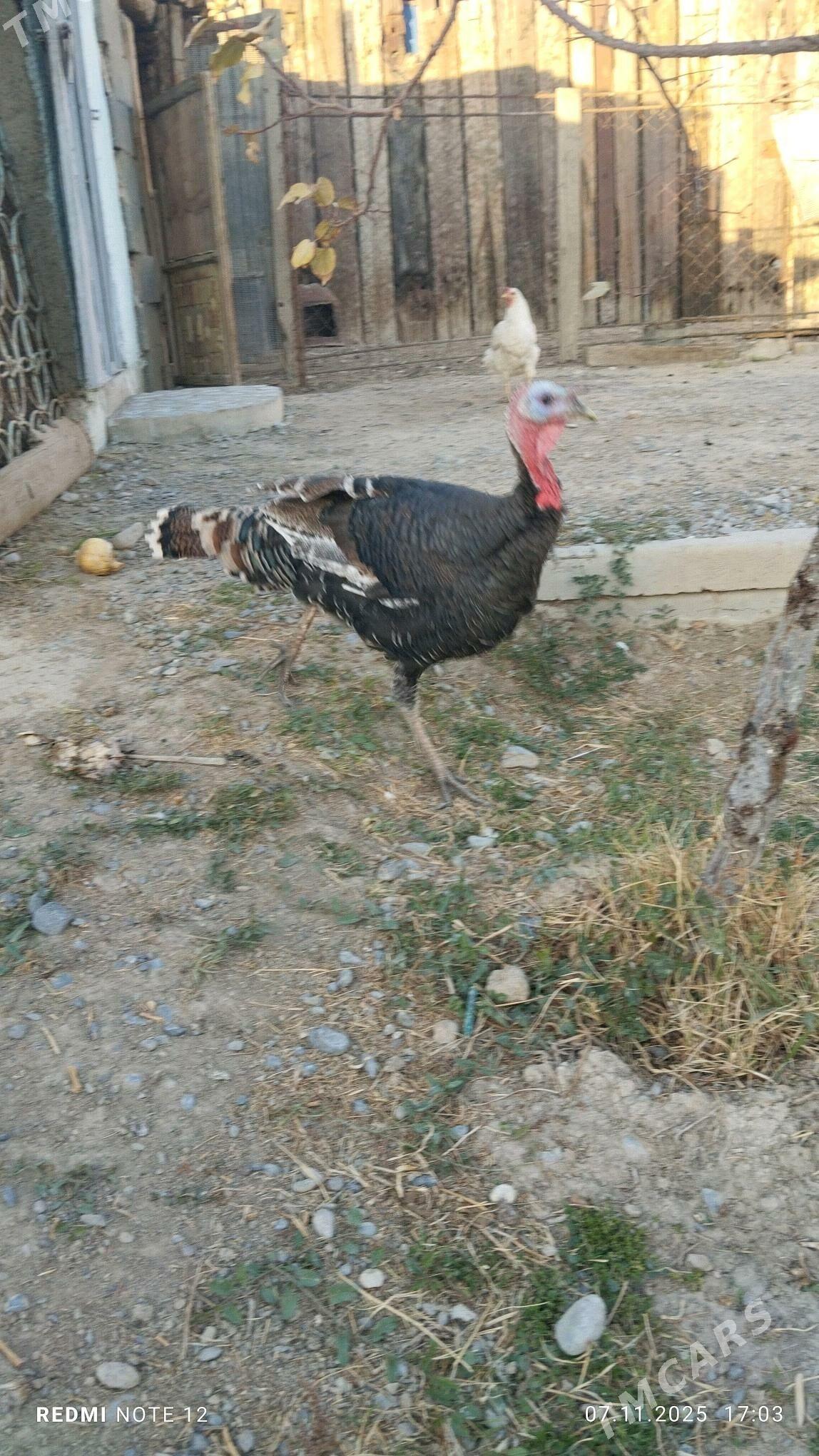 Induk - Кака - img 5