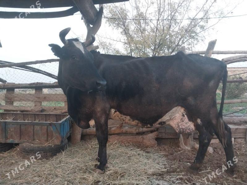 GÖLELI SYGYR - Wekilbazar - img 3