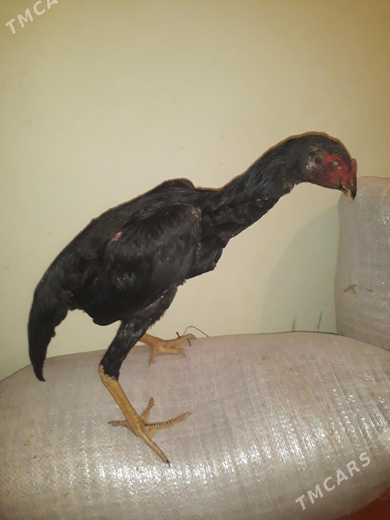 paroda - Шабатский этрап - img 1