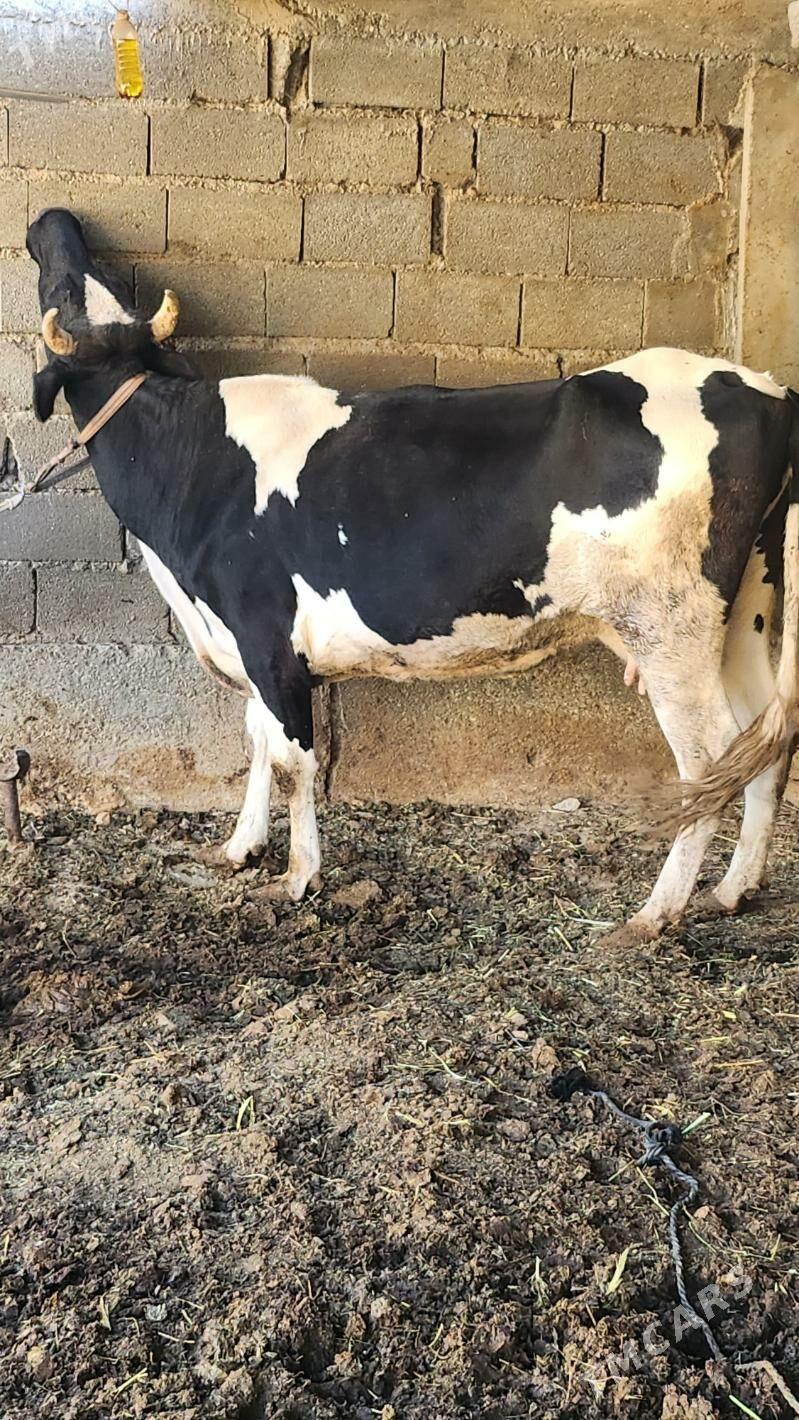 bogaz sygyr - Aşgabat - img 1