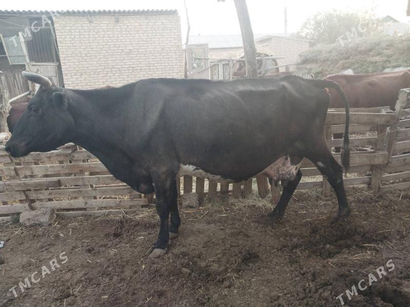 GÖLELI SYGYR - Wekilbazar - img 4