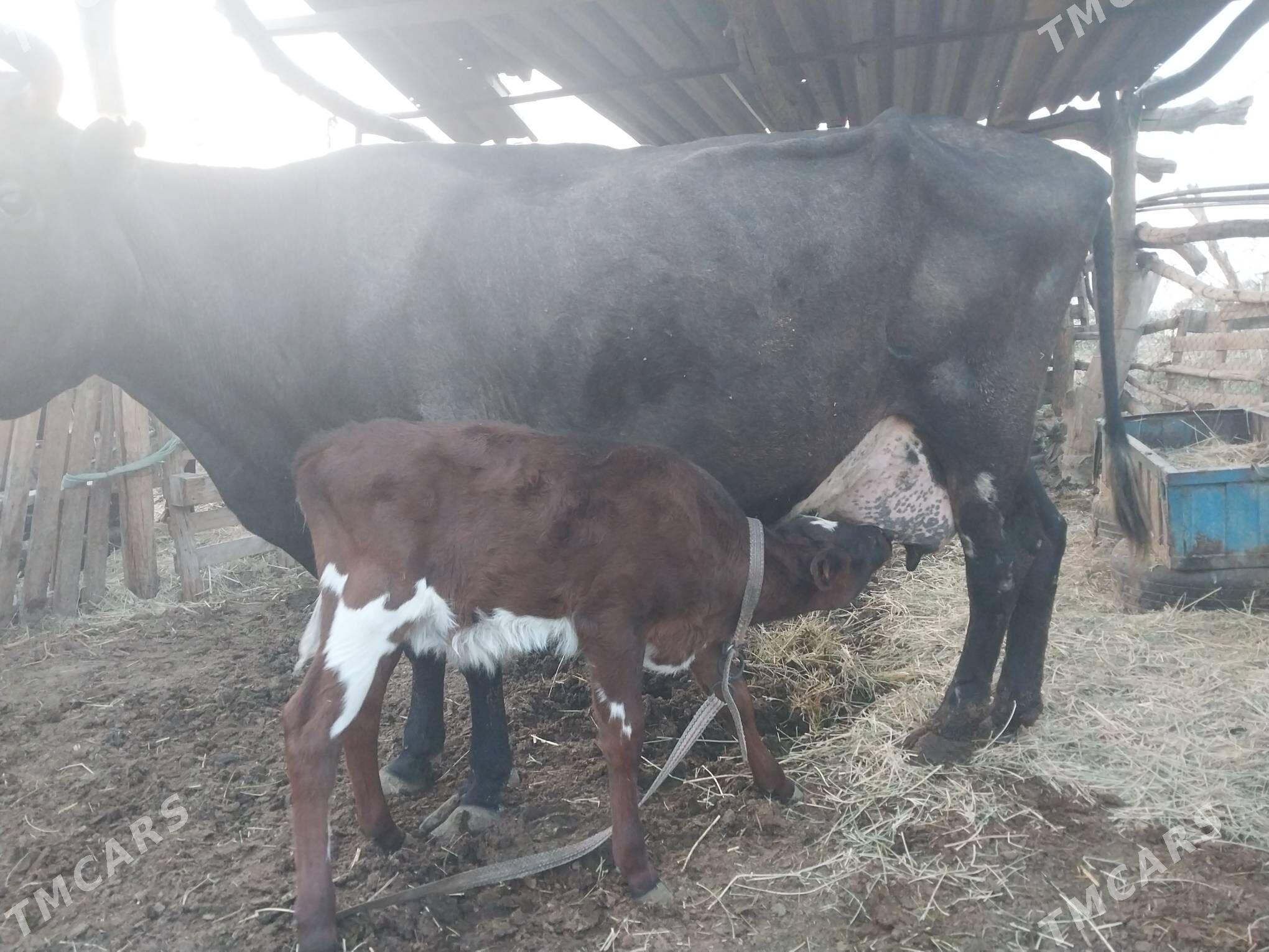 GÖLELI SYGYR - Wekilbazar - img 2