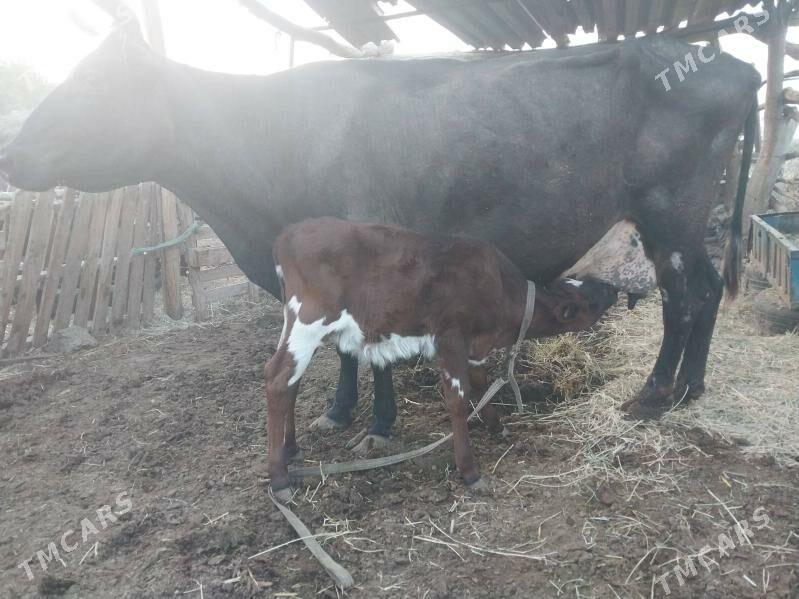 GÖLELI SYGYR - Wekilbazar - img 1