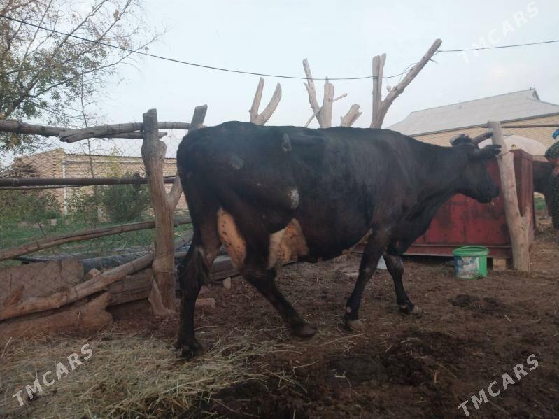 GÖLELI SYGYR - Wekilbazar - img 5