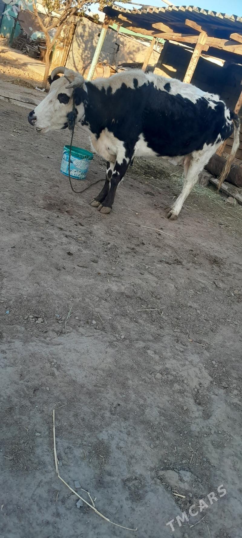 ALA SYGYR - Гёкдже - img 4