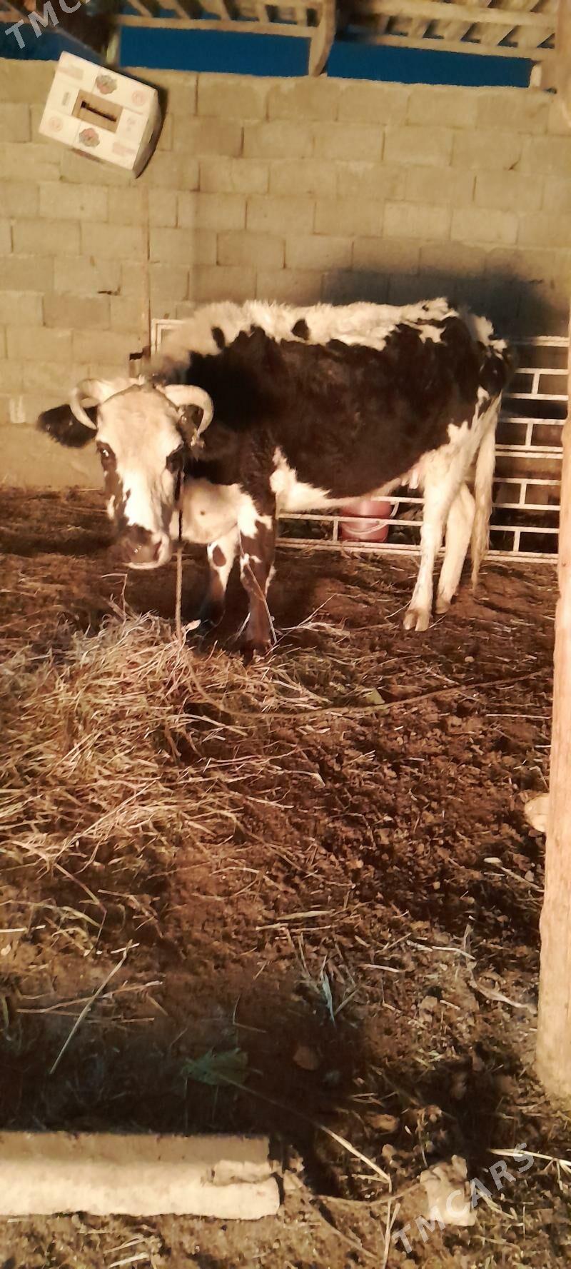 ALA SYGYR - Гёкдже - img 6