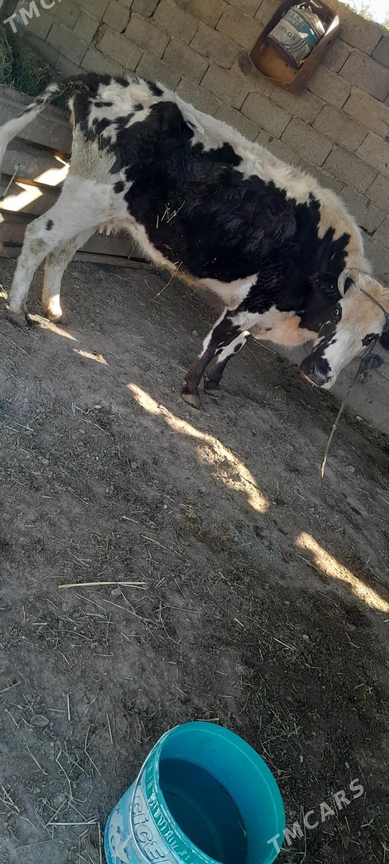 ALA SYGYR - Гёкдже - img 5