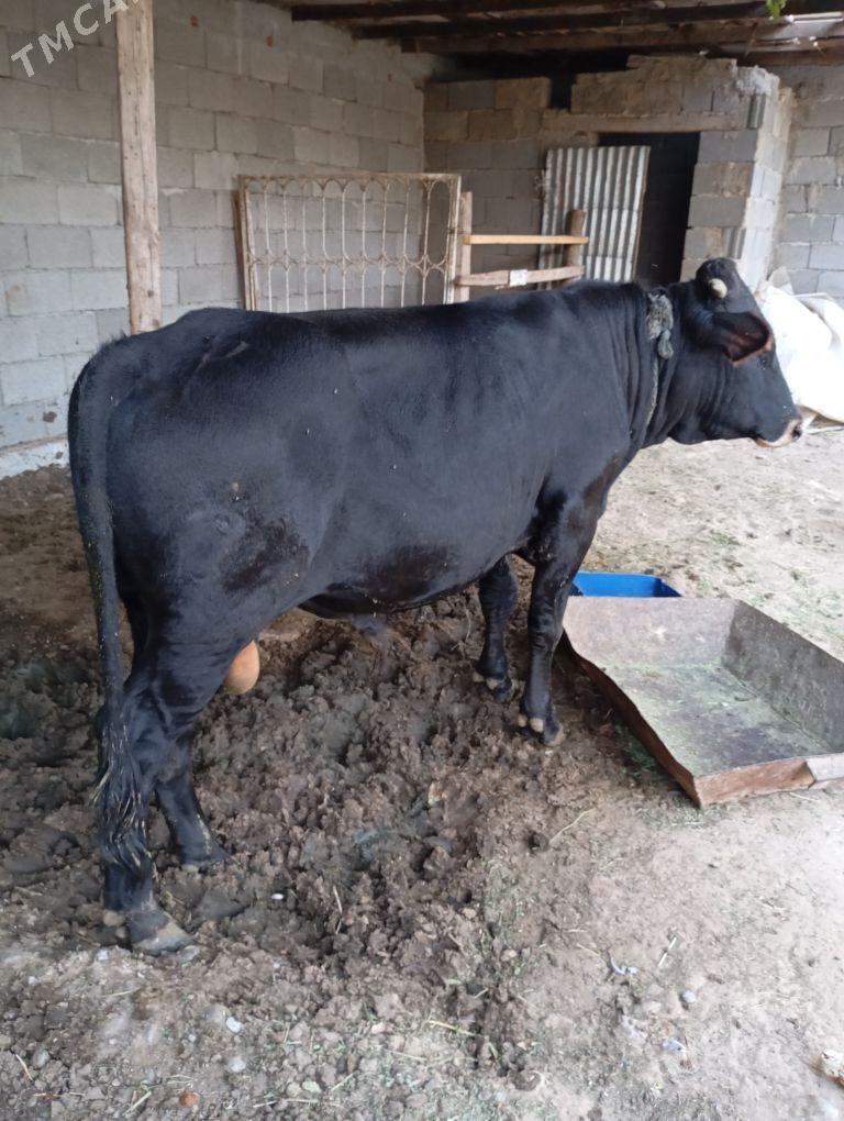 okuz - Gypjak - img 2