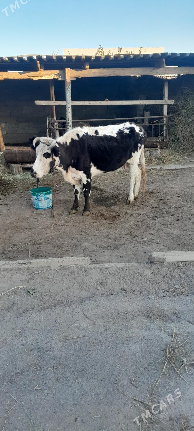 ALA SYGYR - Гёкдже - img 2