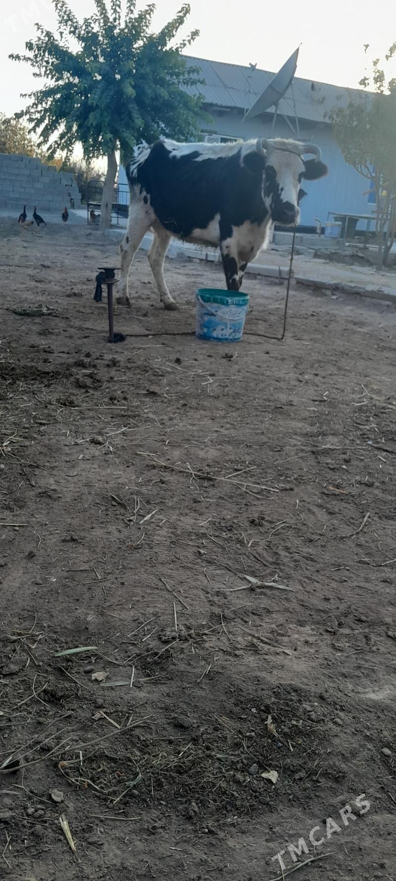 ALA SYGYR - Гёкдже - img 3