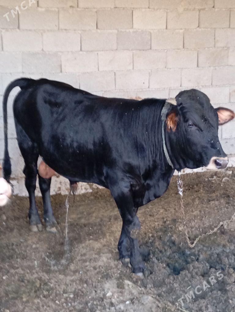 okuz - Gypjak - img 1