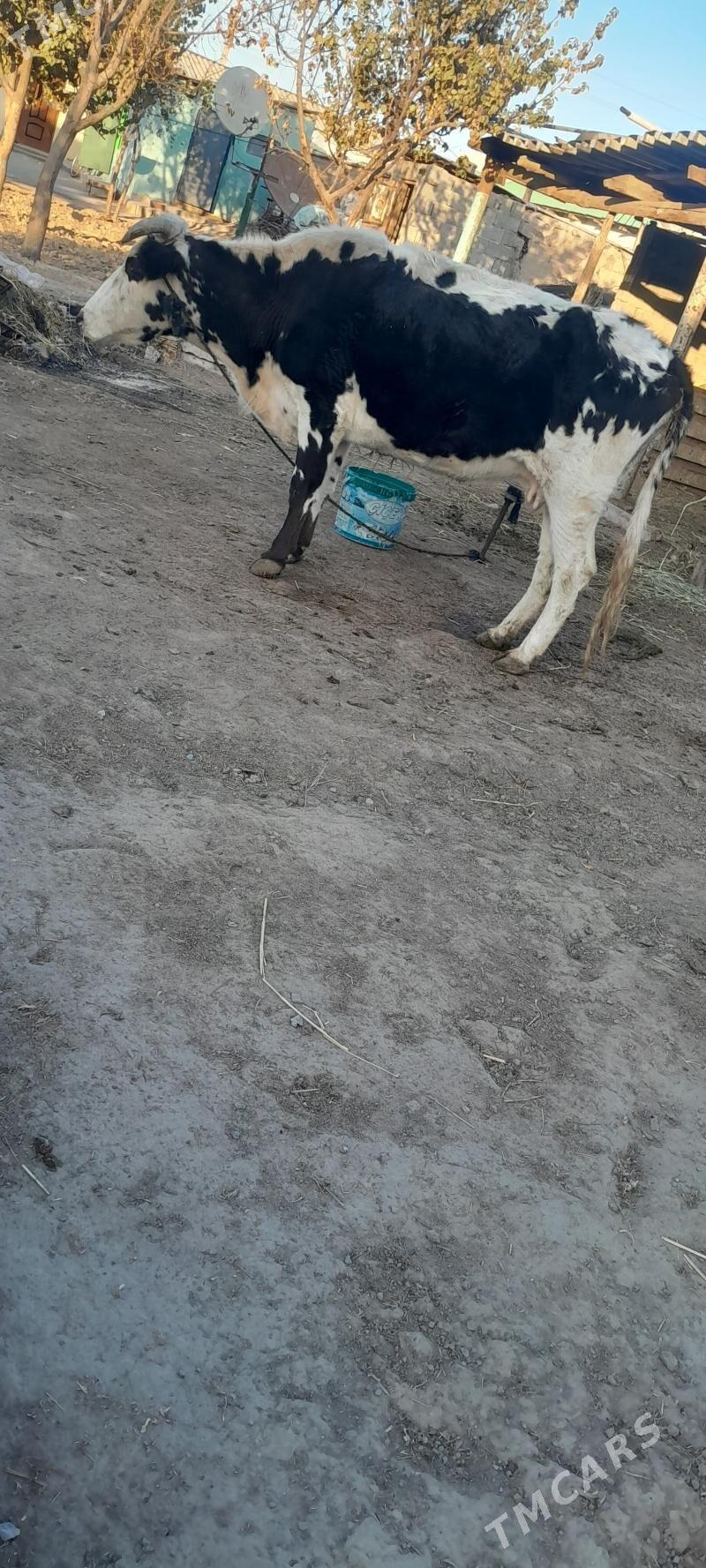 ALA SYGYR - Гёкдже - img 1