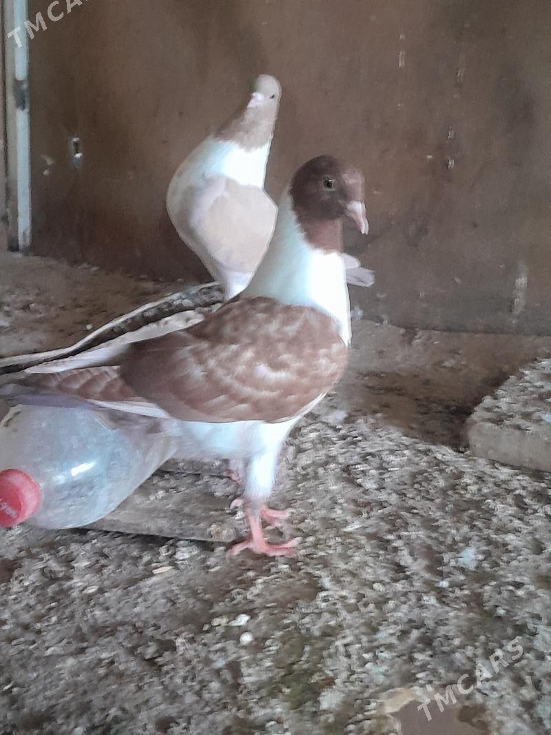 кепдери - Мары - img 5