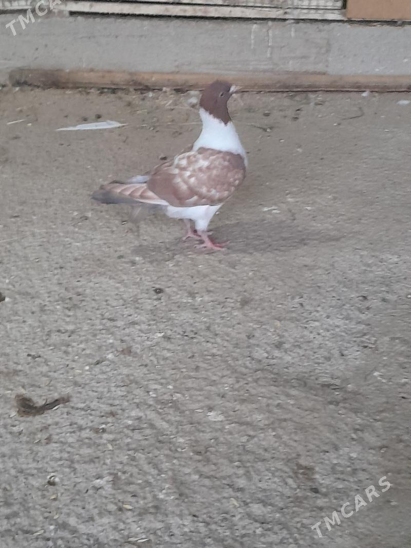 кепдери - Мары - img 3