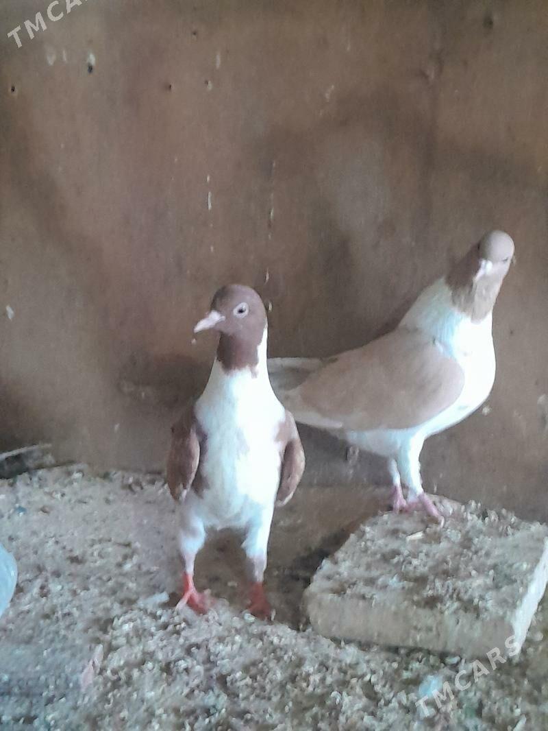 кепдери - Мары - img 4