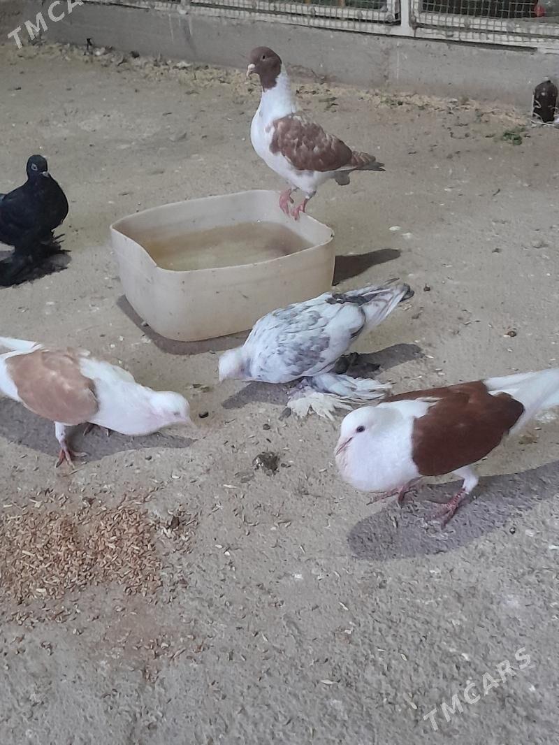 кепдери - Мары - img 2