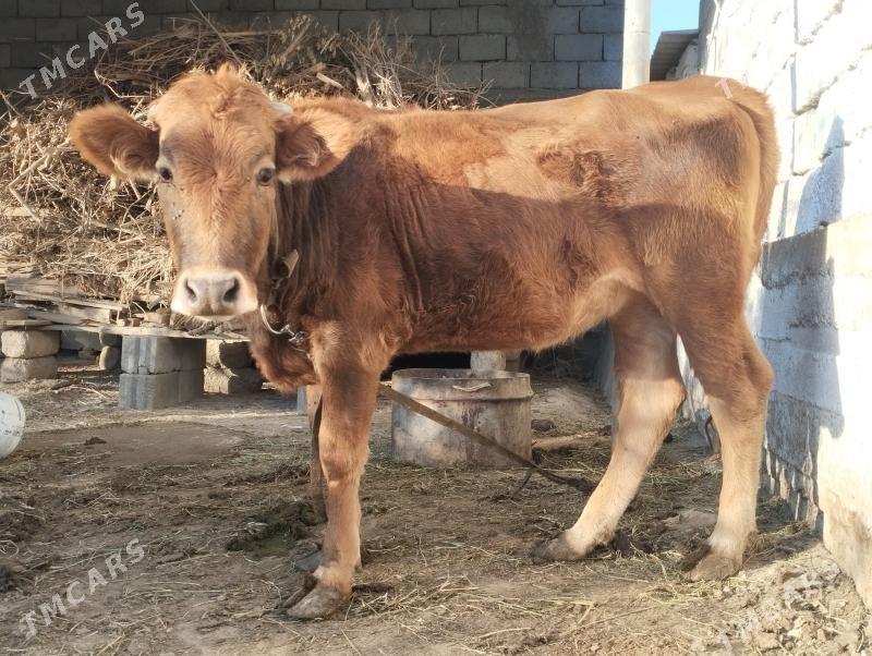 Tüwe - Анев - img 3