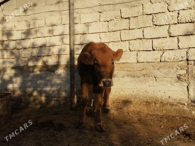 Tüwe - Анев - img 2